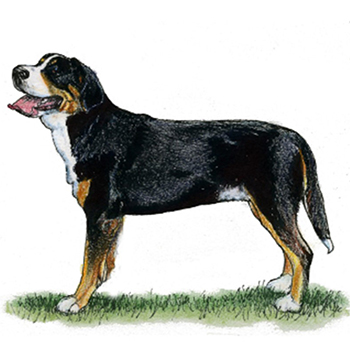 Great Swiss Mountain Dog - Click Image to Close
